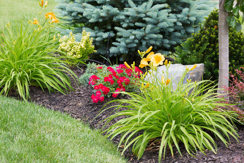 Mulched perennial plant and flower bed