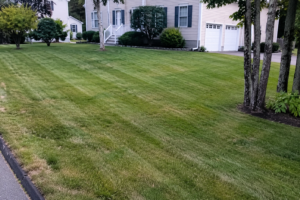 Lawn Mowing
