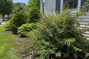 Prune shrubs on summer or fall?