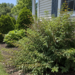 Prune shrubs on summer or fall?